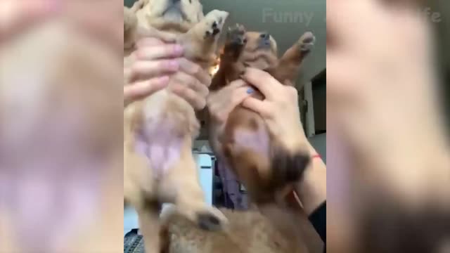 Dogs, cats and fish funny videos compilation كلاب وقطط واسماك تجميع مقاطع فيديو مضحكه