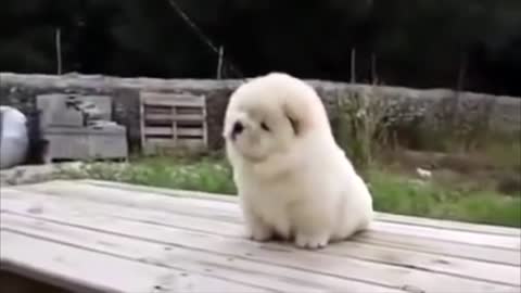 Compilation of beautiful pets 🤣😍😍🐶