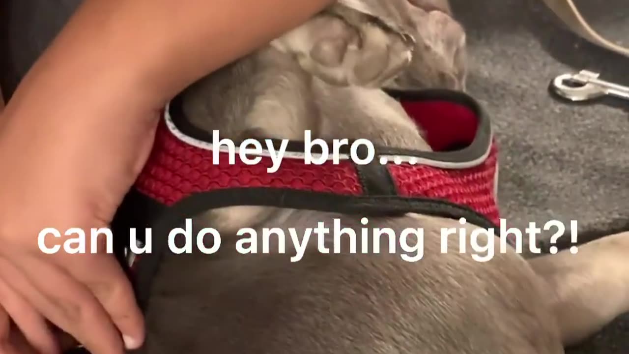 Funny Animal Videos. How Not To Put On A Harness. Lol