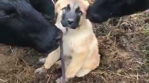 A dog and his friends 🐕🐮