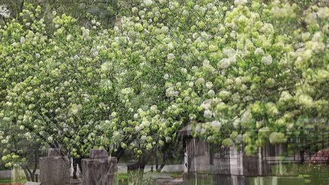 Fragrant snow and spring breeze