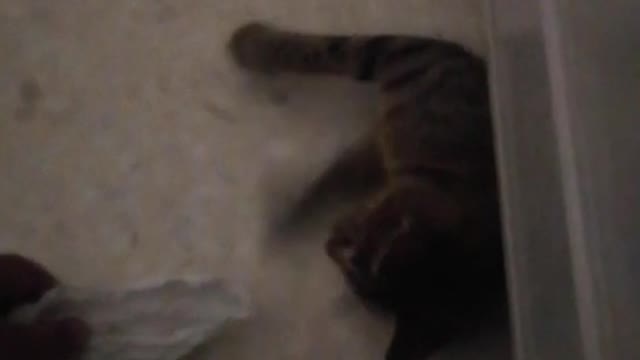 Cat Playing With Owner