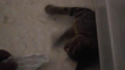 Cat Playing With Owner