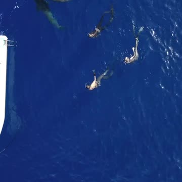 "Terrifying Shark Attack Caught on Camera: A Close Call"