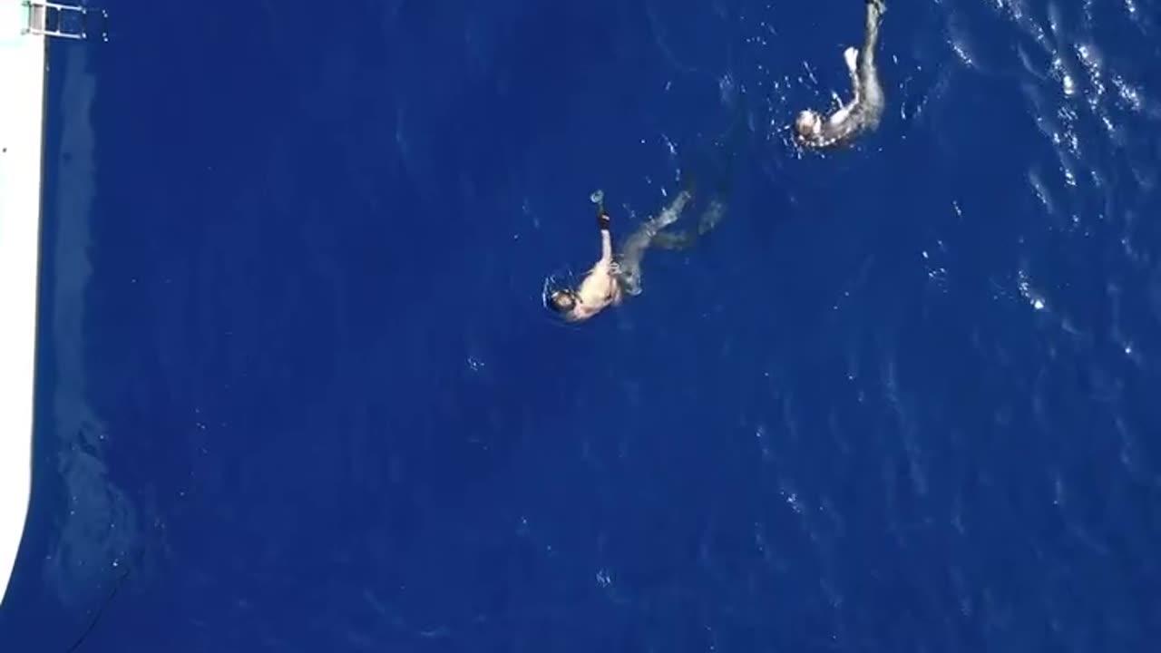 "Terrifying Shark Attack Caught on Camera: A Close Call"