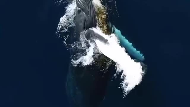 Do you love whales #ocean #