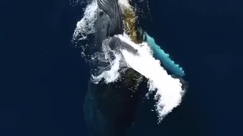 Do you love whales #ocean #