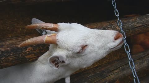 Prey goat