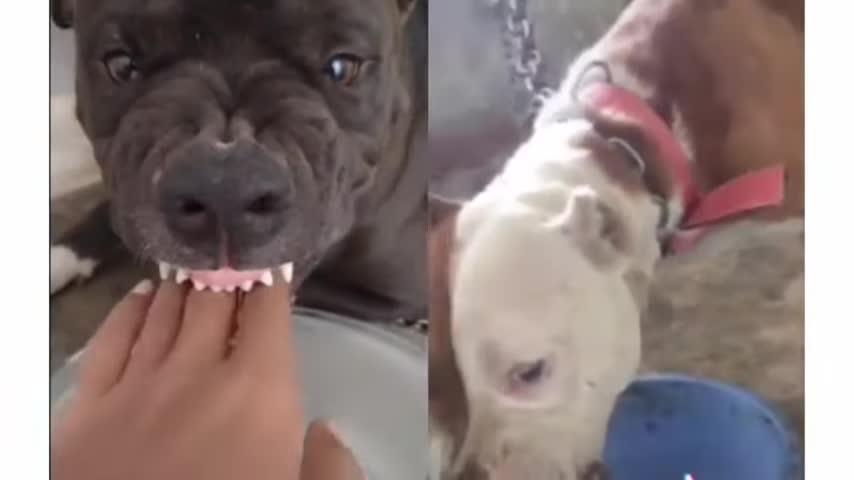 Pitbull l Good traind l Aggressive Dog l latest video l 2021