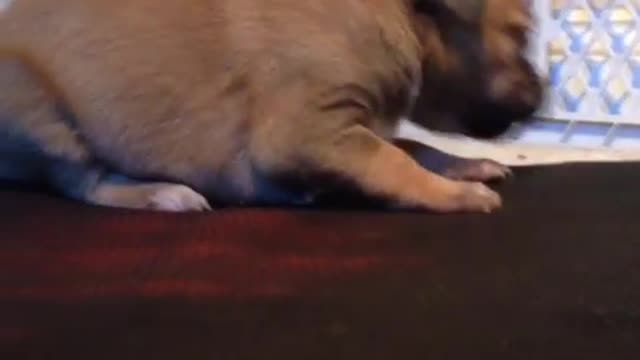 "Lala" the puppy making the cutest noises!