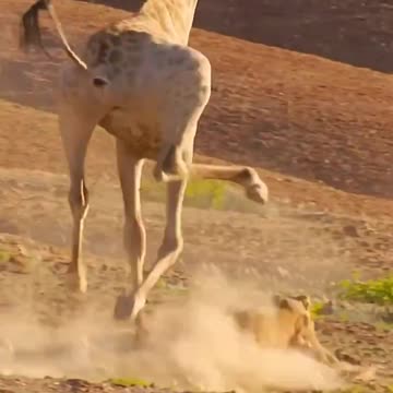ライオンを打ちのめすキリン