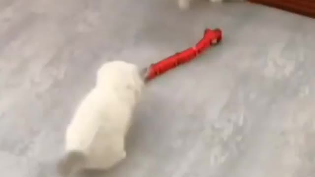 Funny cat play with a snake