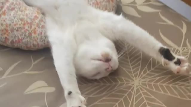 Sleep cat