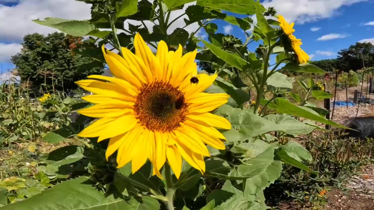 Sunflower