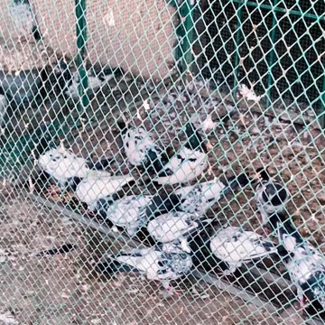 Ustad Sarfaraz Pigeons