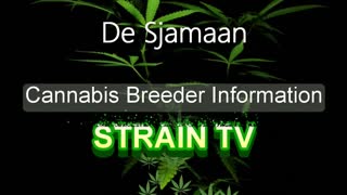 De Sjamaan - Cannabis Strain Series - STRAIN TV