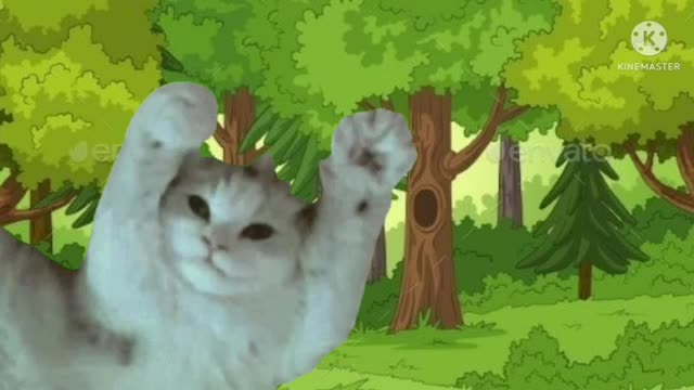 Nice New cute cat video