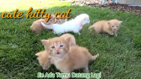 Funny Cats and Kittens Meowing