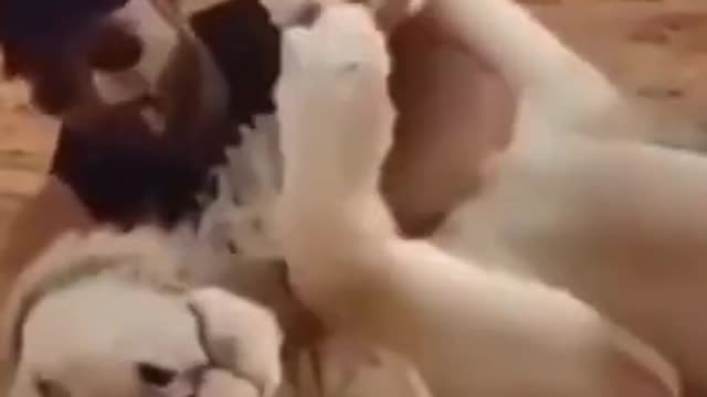 he plays with lions in national park..
