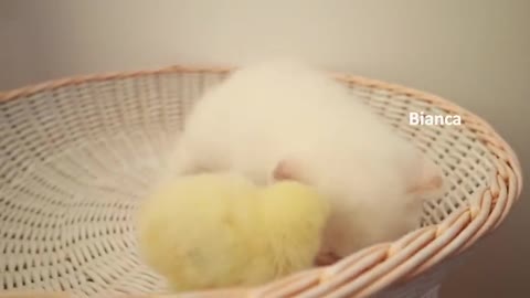 Kittens walk with a tiny chicken