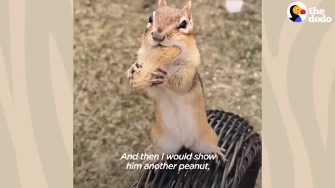 Chipmunk Gets So Jealous When His Favorite Girl Talks To Other Chipmunks