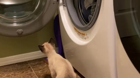 Laughing is guaranteed! A day in Simba’s life (laundry day)