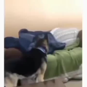 His dog was confused where he was.