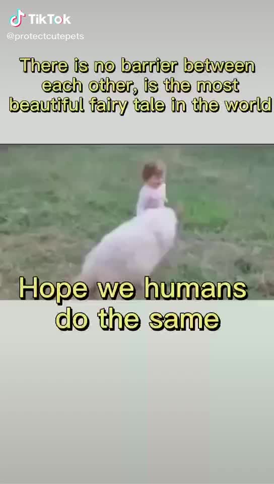 OMG! Sheep playing with a Child