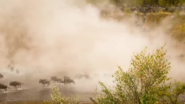 Tanzania serengeti Wildbeast migration safari