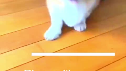 Funny Animal Videos 2024 Best Dogs And Cats Videos 😺😍 #56,jklk