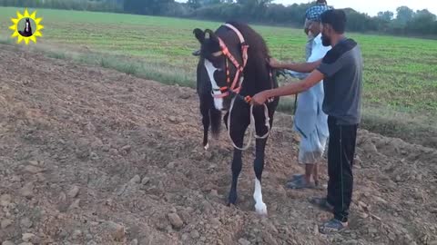 HORSE TRAINING