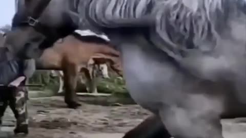 Amazing Horse