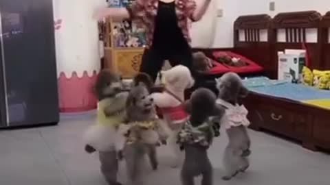 New Cat Dance video