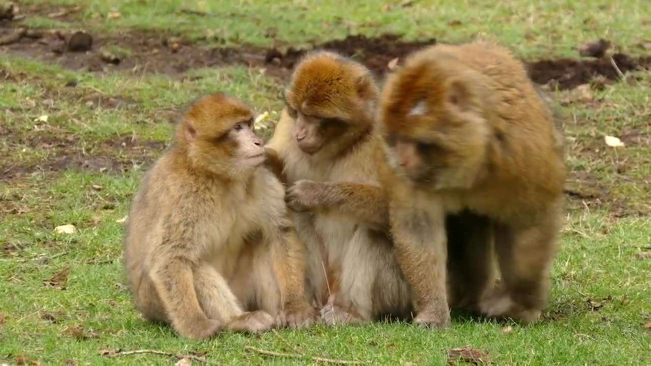 Monkey Funny Video