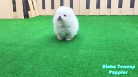 cute baby videoes