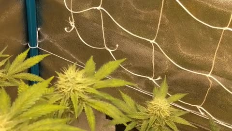 Week 5 bud Sweet Cherry pie