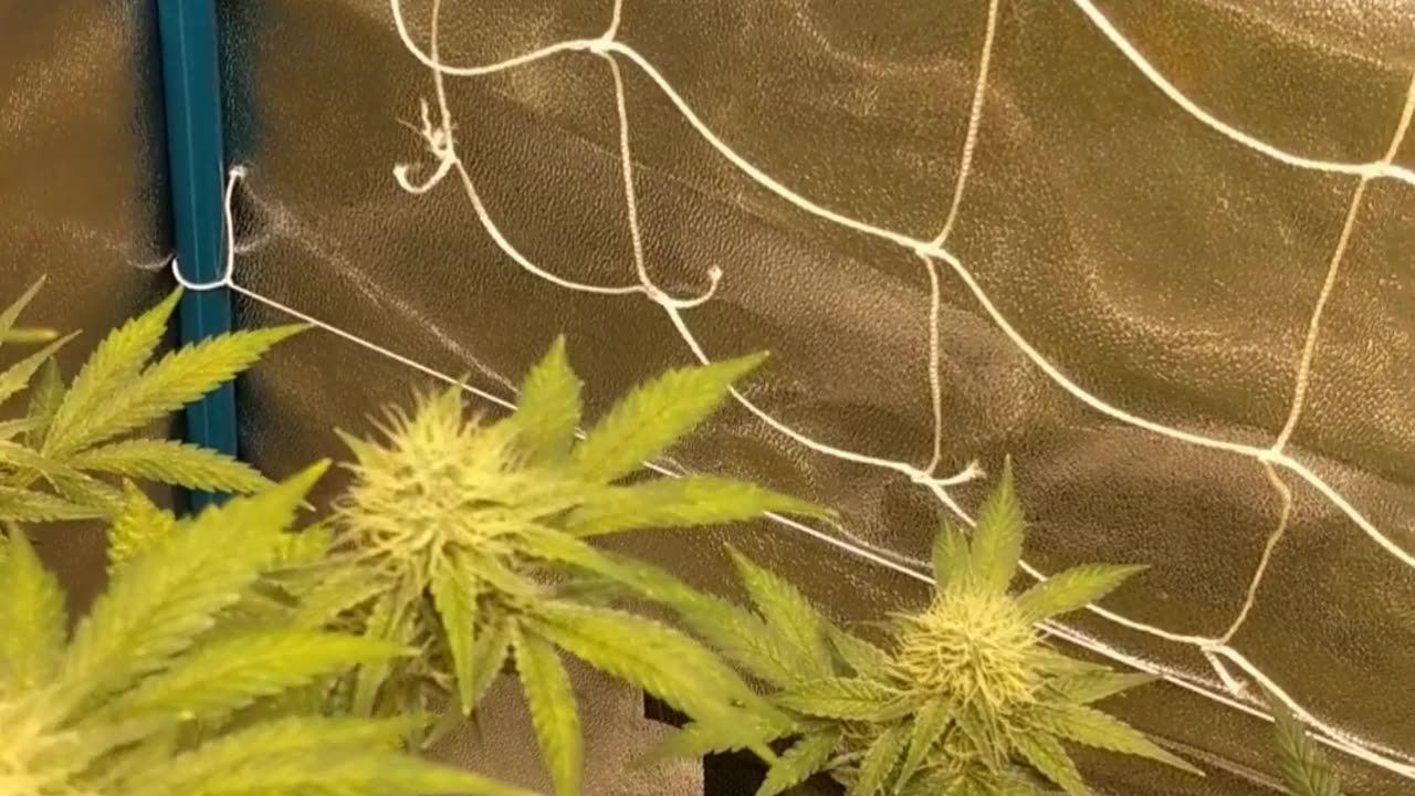 Week 5 bud Sweet Cherry pie
