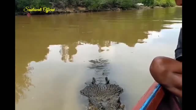 Amazing Crocodile Feeding