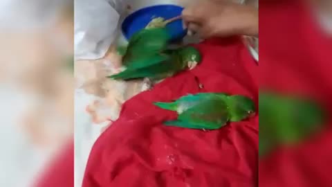 Denuncian envenenamiento de aves en Girón