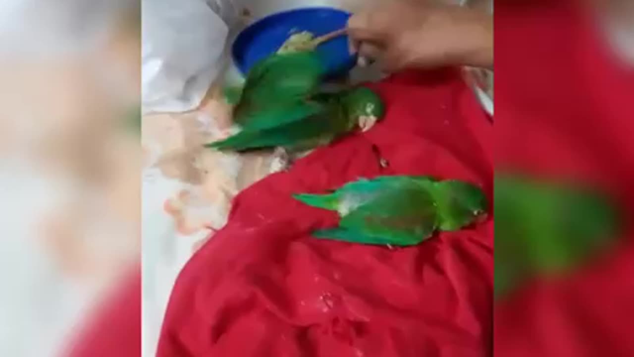 Denuncian envenenamiento de aves en Girón
