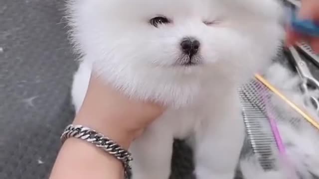 sooo cute baby puppy