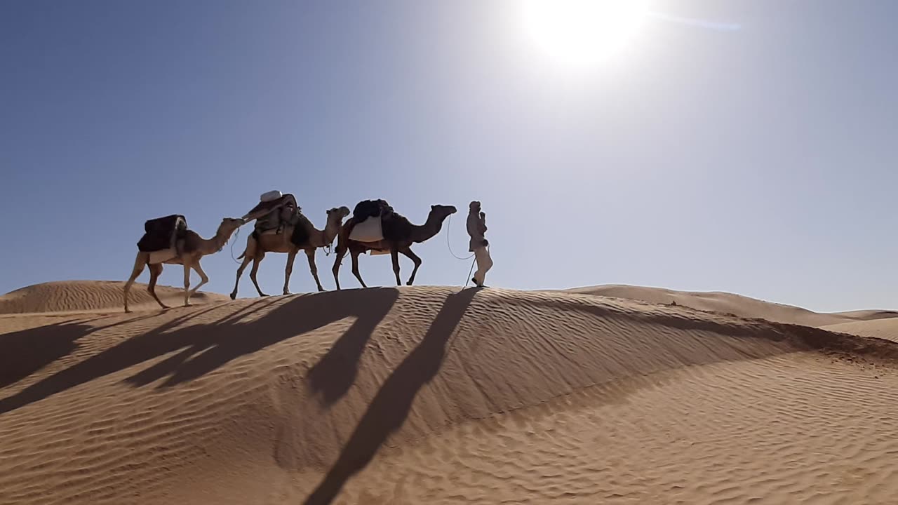 Ahmed leading camels