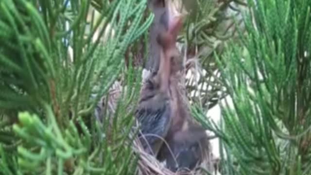 Taking care of a small bird with parasite part 5