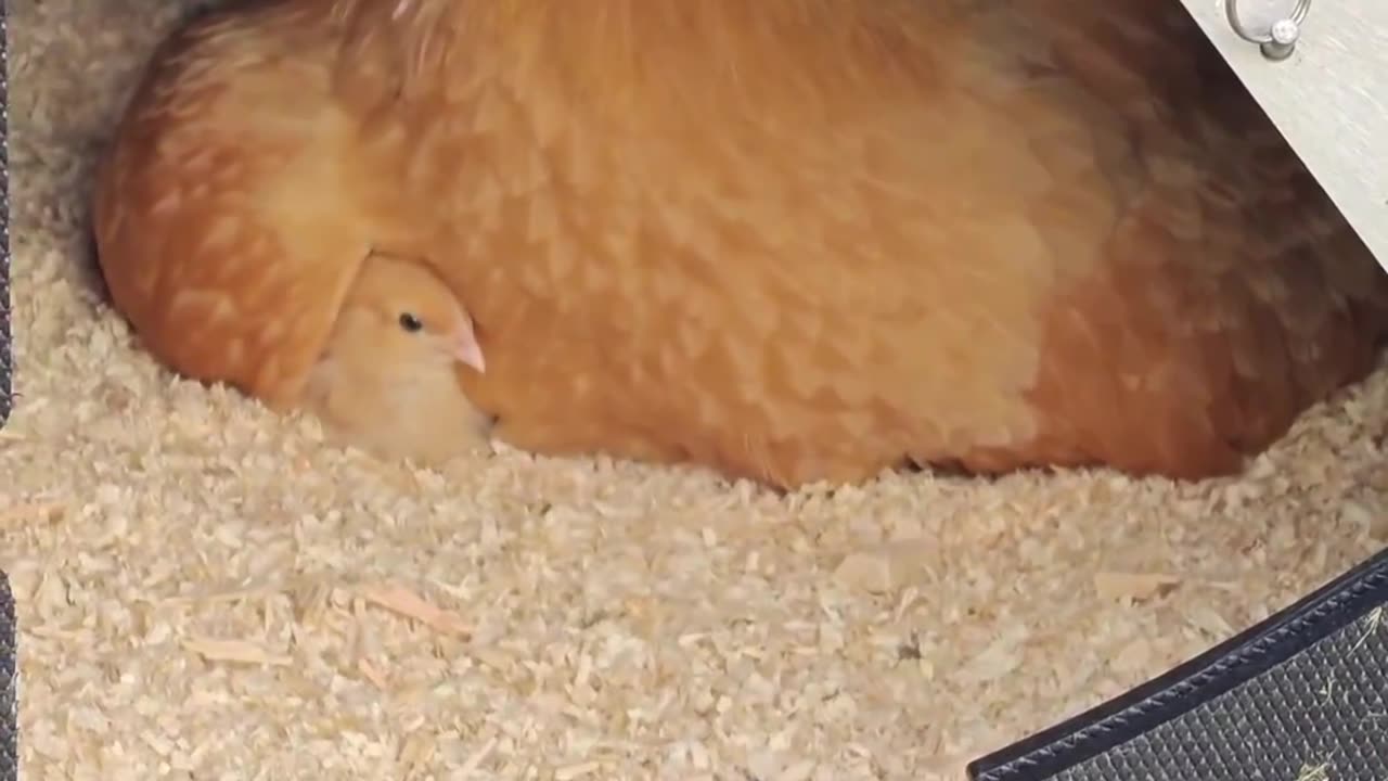 Mama hen