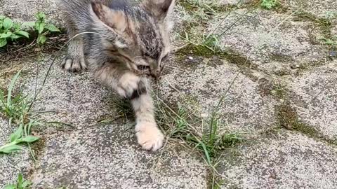 The cute kitten when she's sleeping and playing