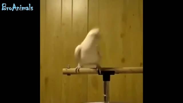 top moment with a parrot is very funny and cool