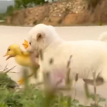 Adorable Puppy Adores Baby Duck - Heartwarming Friendship
