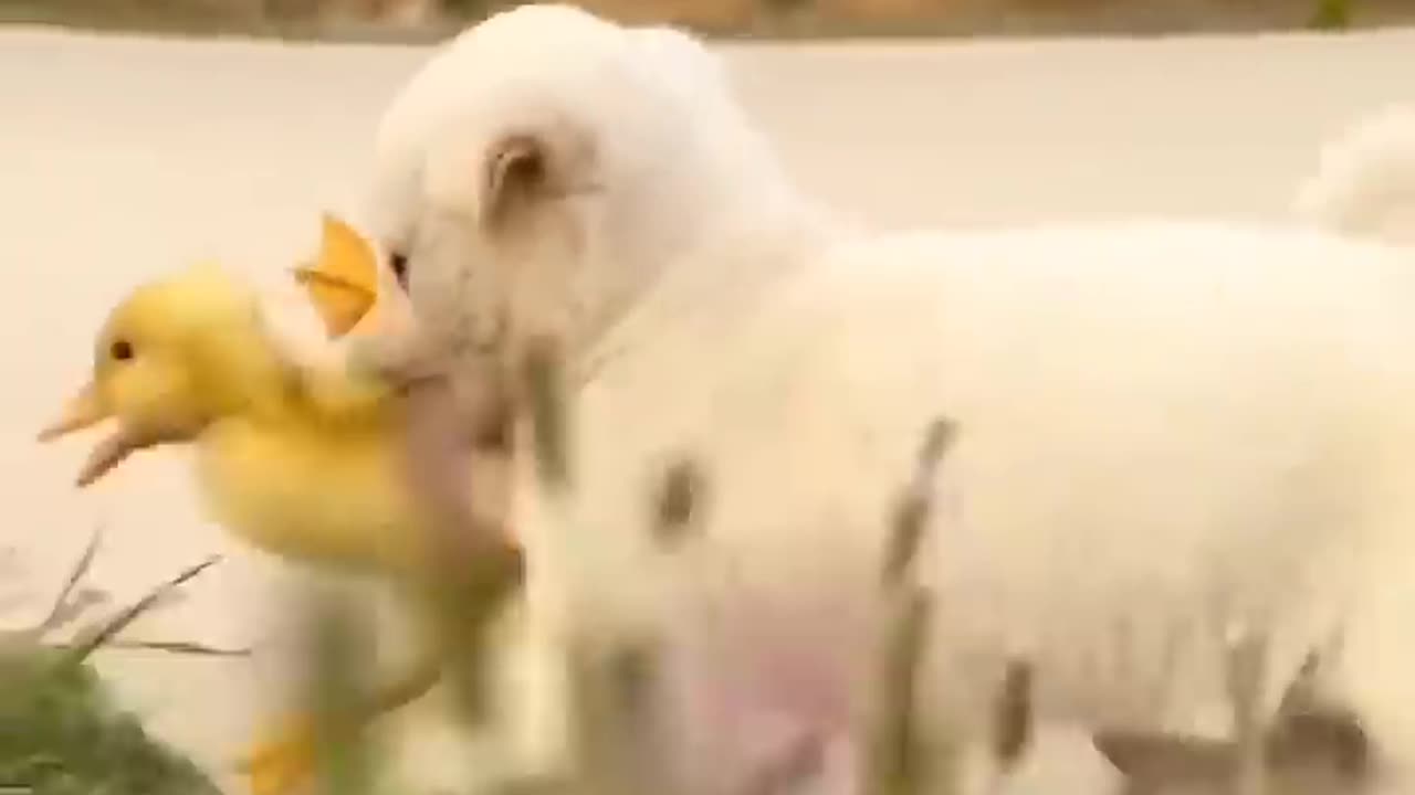 Adorable Puppy Adores Baby Duck - Heartwarming Friendship