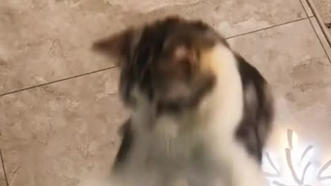 Funny Cat - Clip 7 in 2021: The Ultimate Feline Playdate!** 🐾🎥"