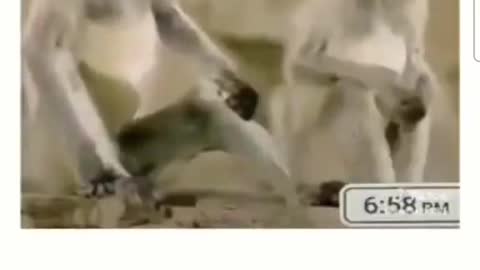 Cool |dog |fuuny |video's